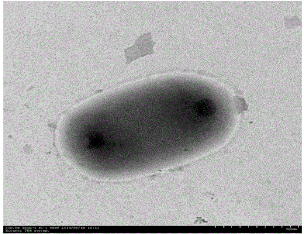 Cupriavidus sp. YNS-85 and its application in soil restoration