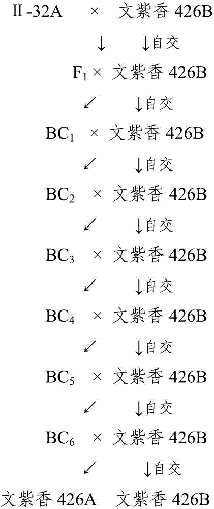 Breeding method of three-line hybrid rice of aromatic purple rice