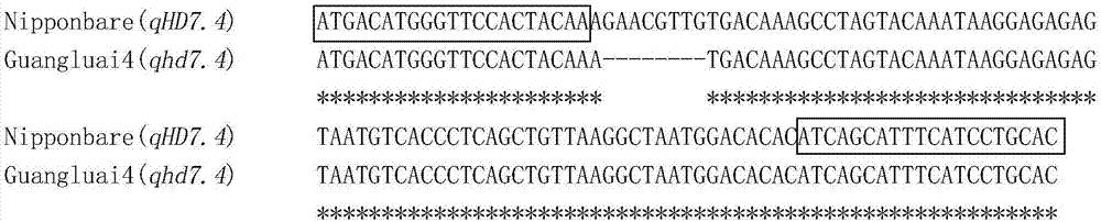 Molecular marker method for identifying rice heading date gene qHD7.4