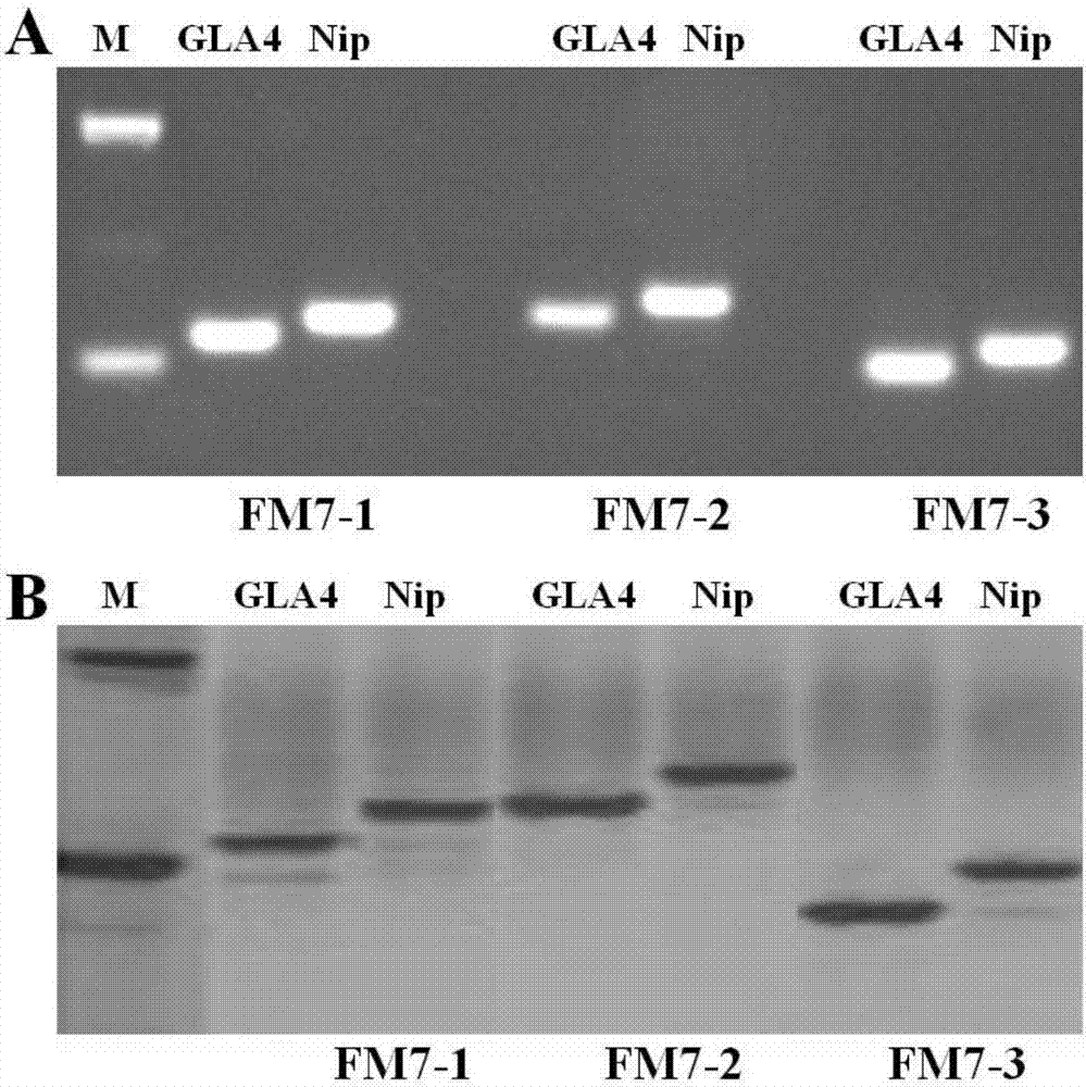 Molecular marker method for identifying rice heading date gene qHD7.4