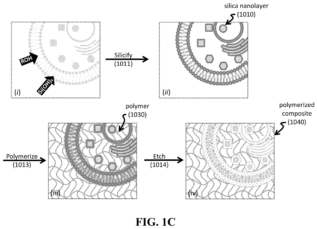 Shape-preserving polymeric replication of biological matter