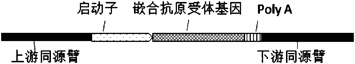 Gene editing system for preparing allotransplantable T cells