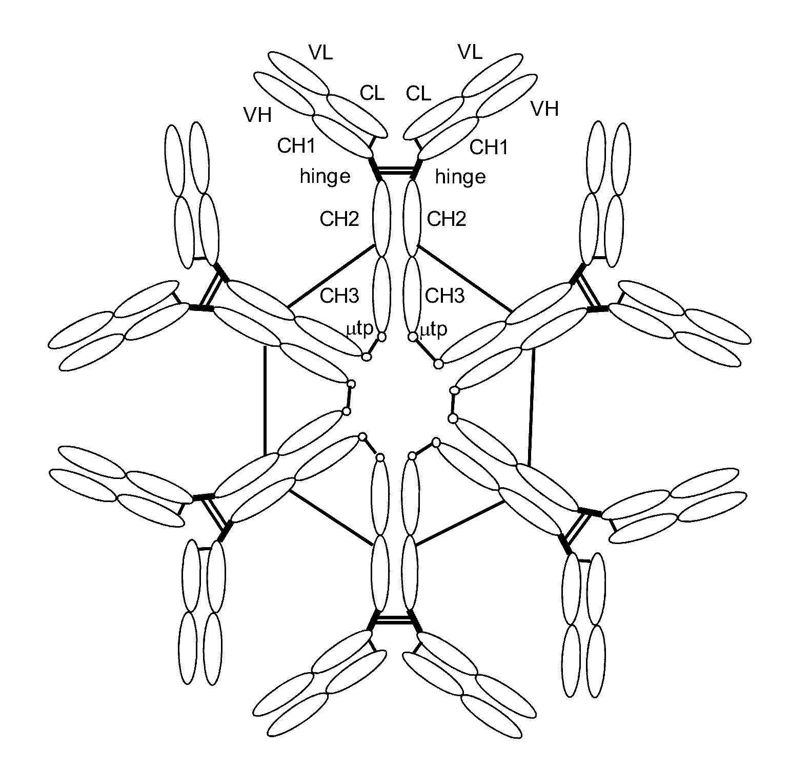 Antibodies or fusion proteins multimerized via cysteine mutation and a mu tailpiece