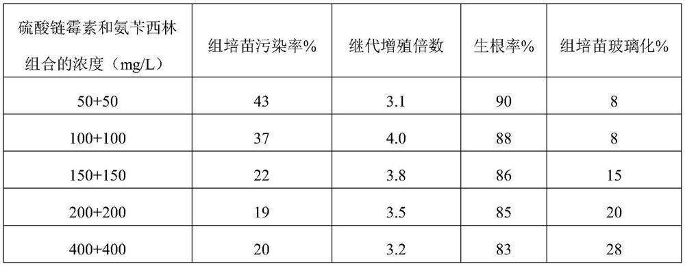 Method, cultivation method and application of removing endophytic bacteria in sagittarius cultivating process