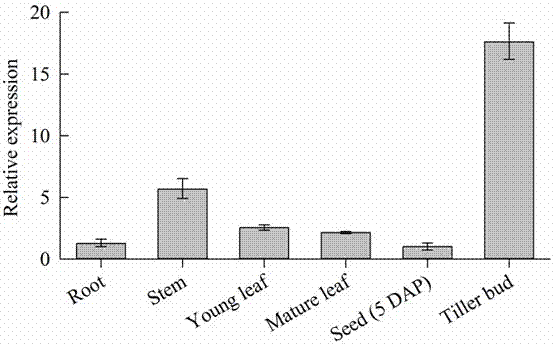 A gene OsHT1 controlling rice tillering and applications thereof