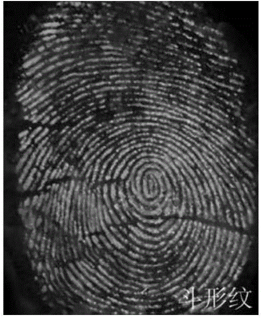 Method of appearing and storing latent fingerprints on basis of semiconductor polymer quantum dots