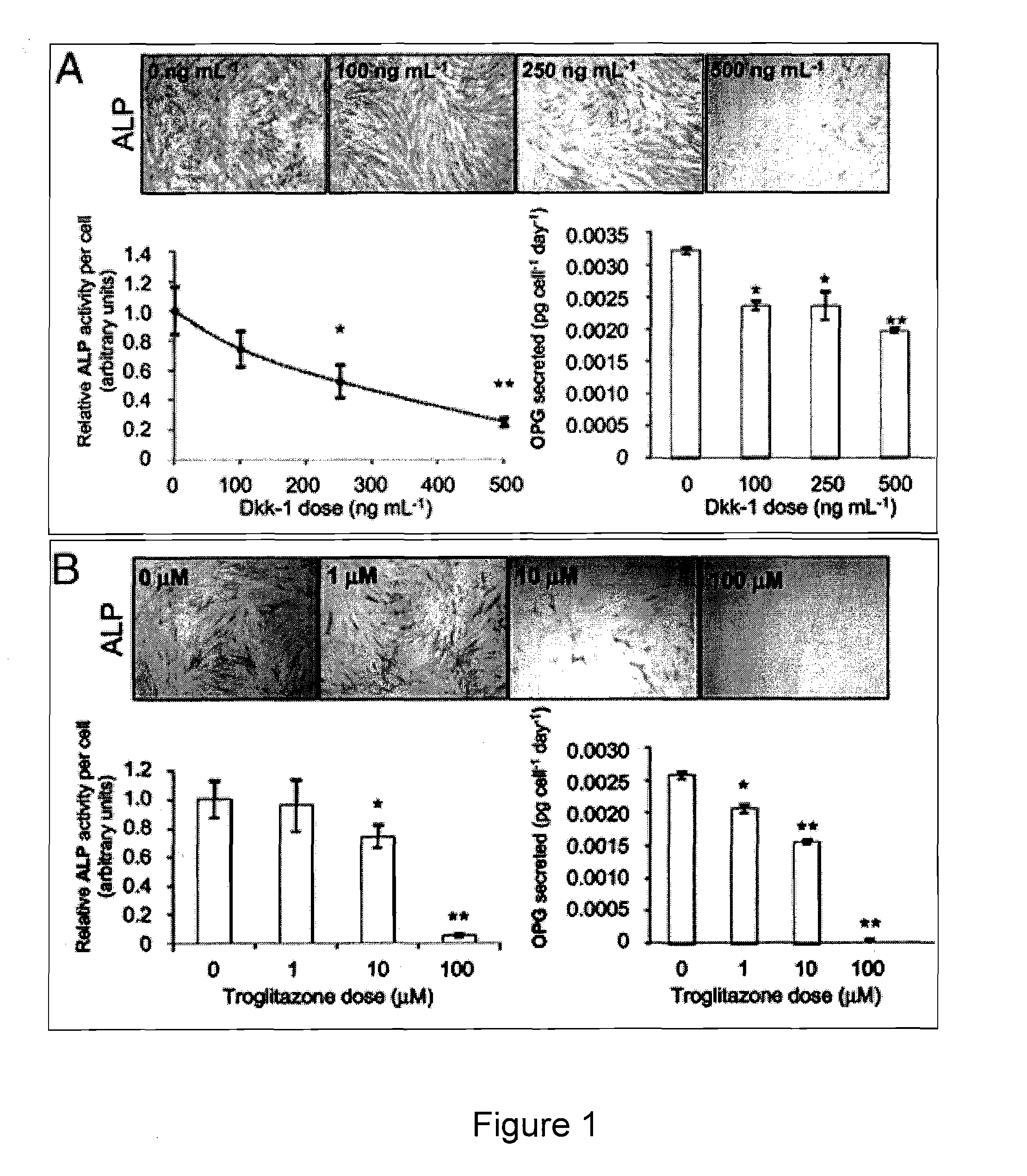 Compositions of Mesenchymal Stem Cells to Regenerate Bone