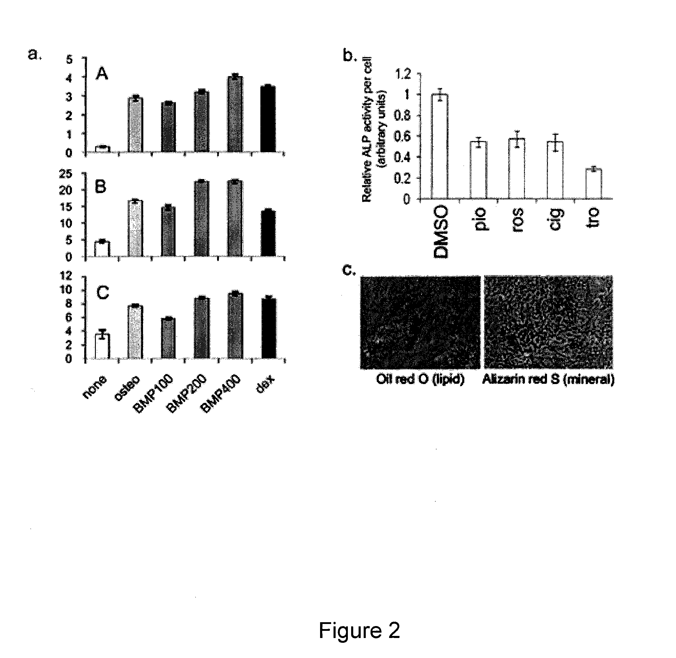 Compositions of Mesenchymal Stem Cells to Regenerate Bone