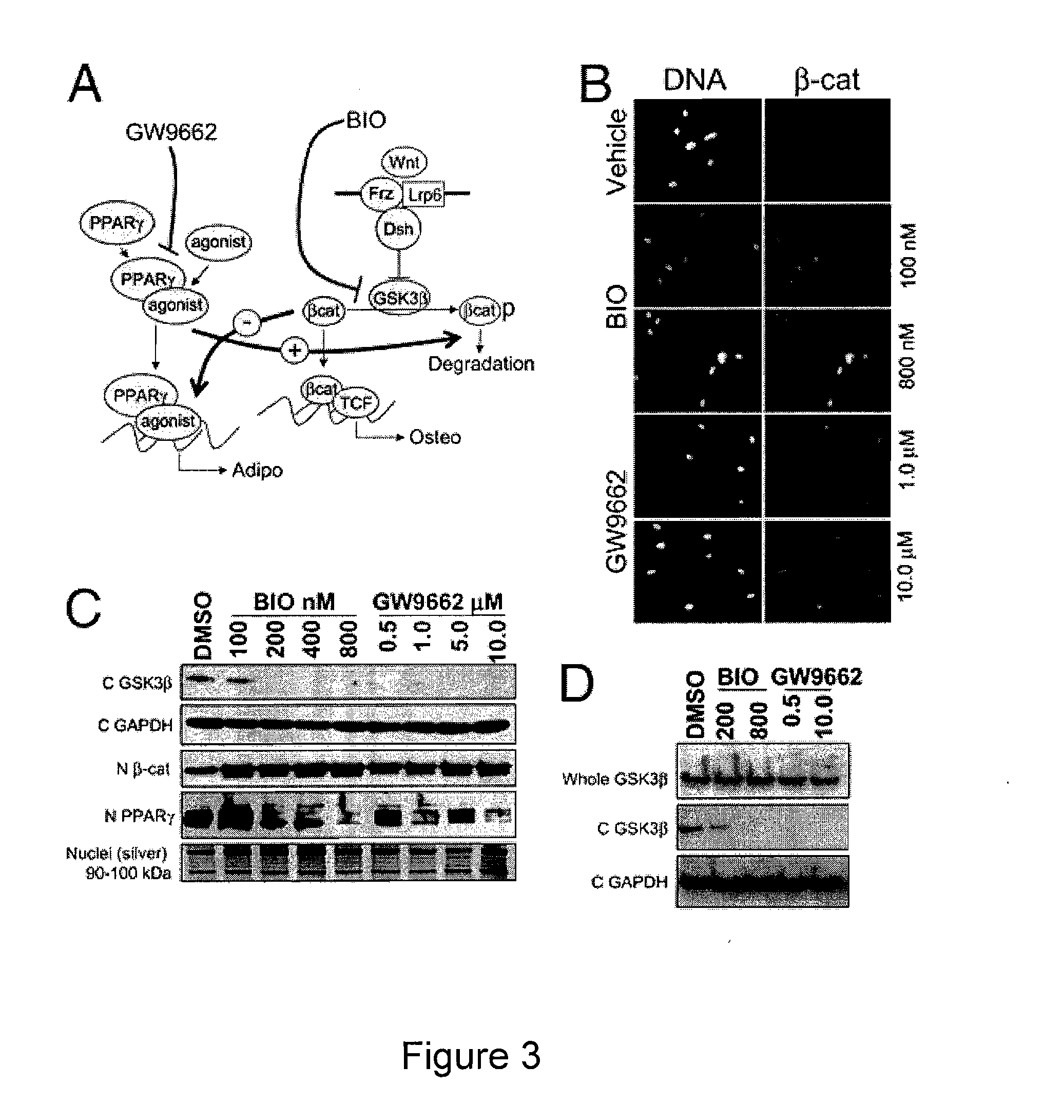 Compositions of Mesenchymal Stem Cells to Regenerate Bone