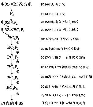 Backcross breeding method for improving resistance of two-line sterile line to drought, rice blast and rice planthopper