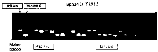 Backcross breeding method for improving resistance of two-line sterile line to drought, rice blast and rice planthopper