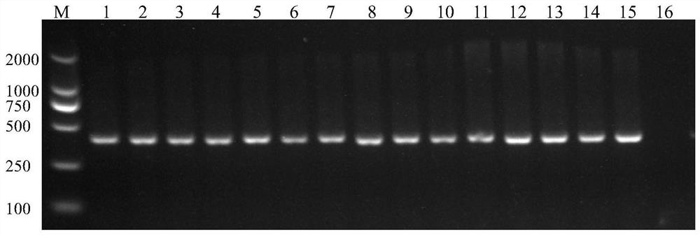 M6A'reader 'YTHDF2 gene modification method and application thereof