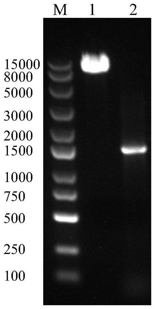 M6A'reader 'YTHDF2 gene modification method and application thereof