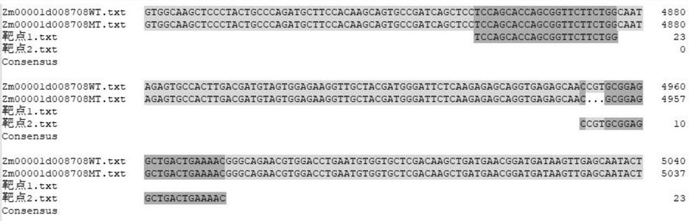 Method for creating corn dwarfing material based on Zm00001d008708 gene