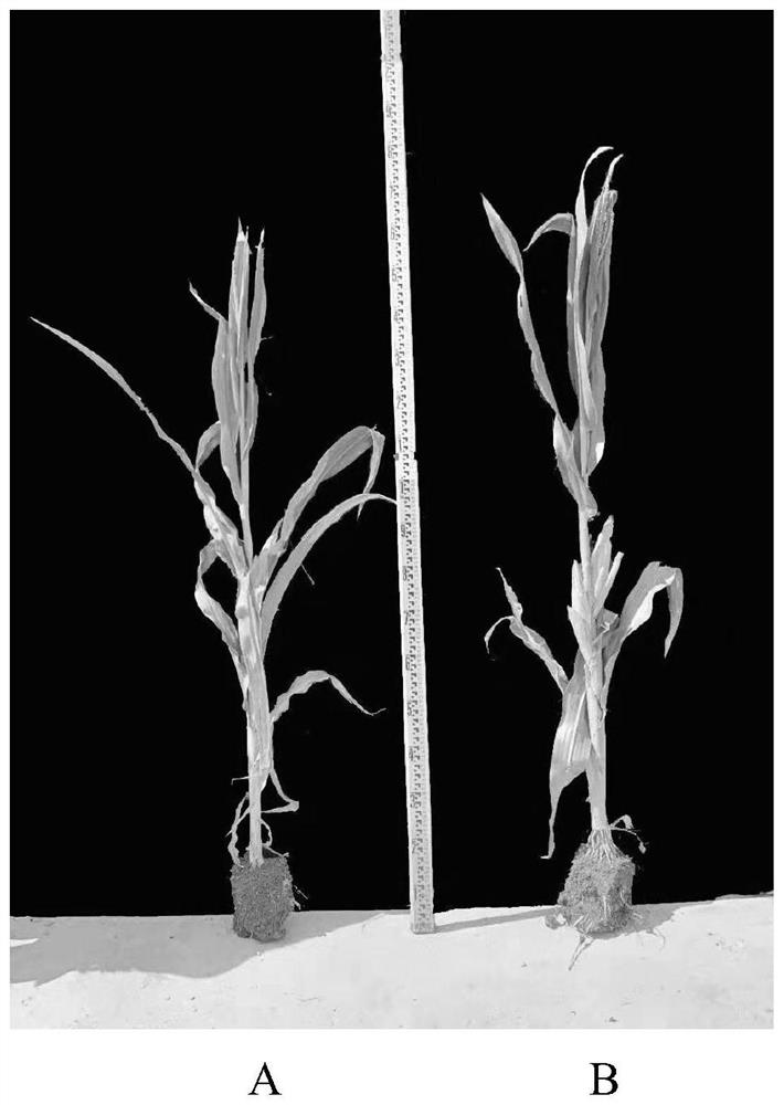 Method for creating corn dwarfing material based on Zm00001d008708 gene