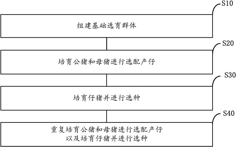 Breeding and raising method of multi-rib tri-hybrid pigs