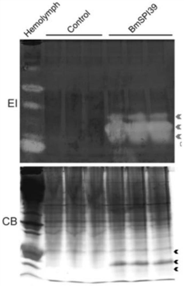 BmSPI39 mutant and application thereof