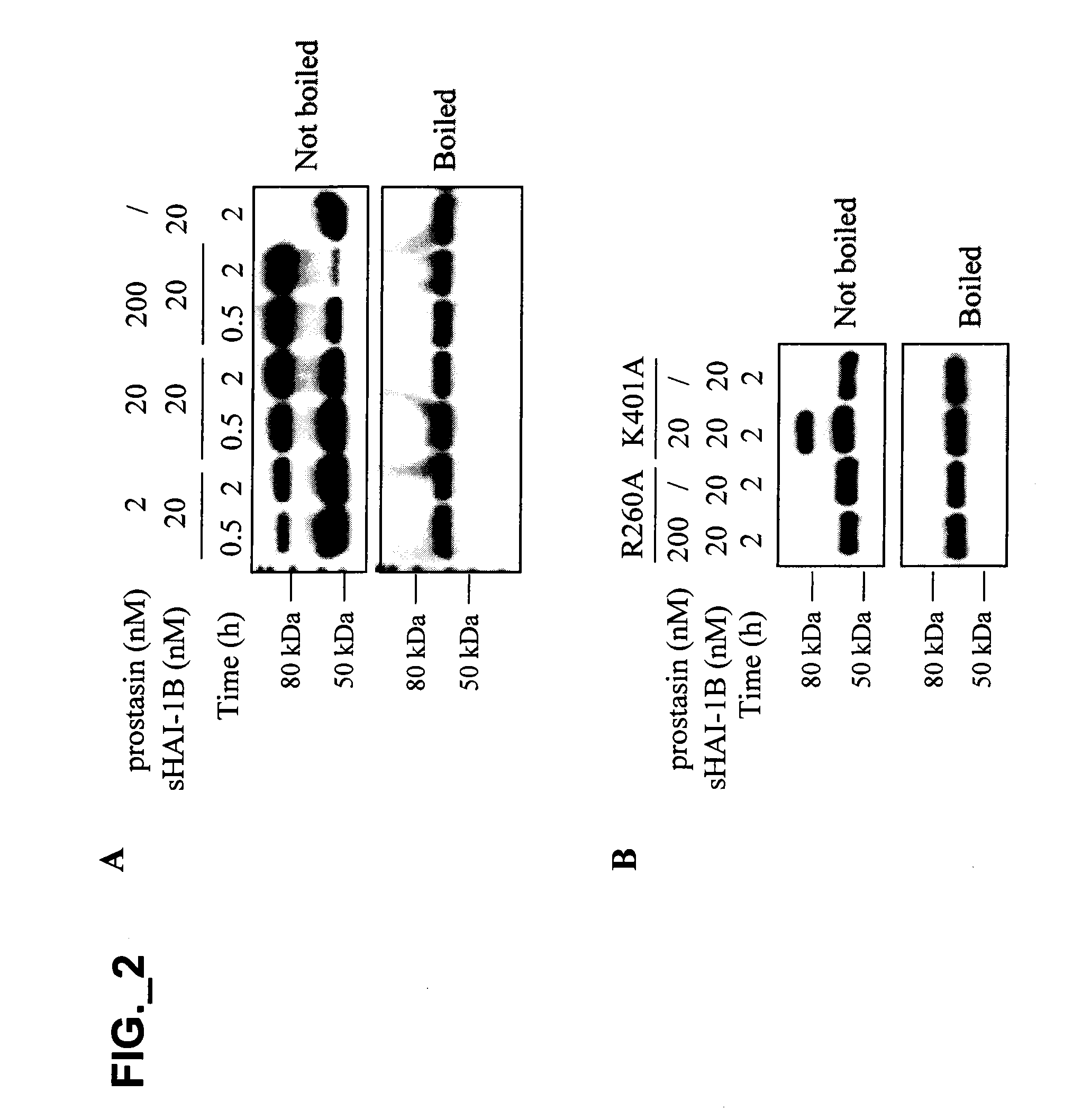 Methods and compositions for modulating prostasin