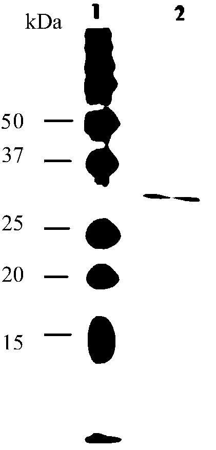 Aflatoxin degrading enzyme secreted by Bacillus subtilis, and applications thereof