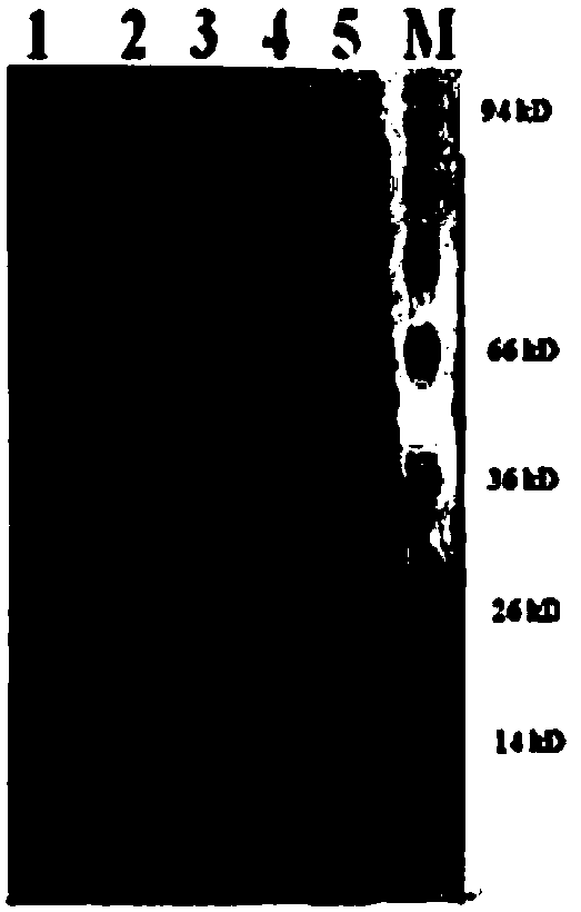 Aflatoxin degrading enzyme secreted by Bacillus subtilis, and applications thereof