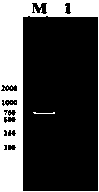 Aflatoxin degrading enzyme secreted by Bacillus subtilis, and applications thereof