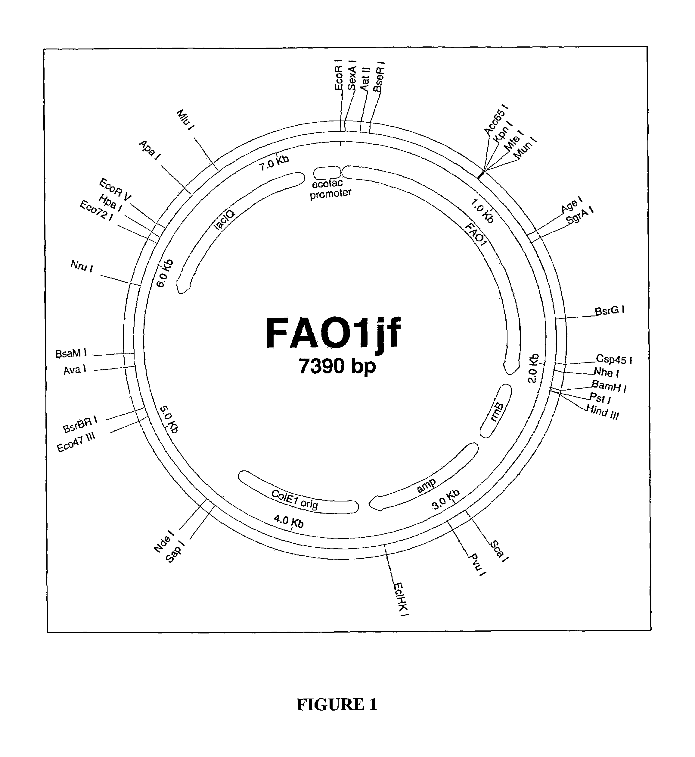 Fatty alcohol oxidase genes and proteins from Candida tropicalis and methods relating thereto