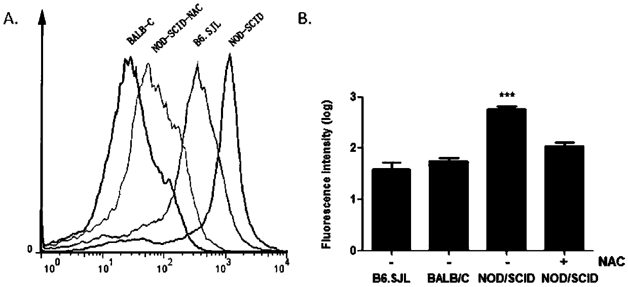 A method for constructing an immunodeficiency mouse transplantation model of human stem cells