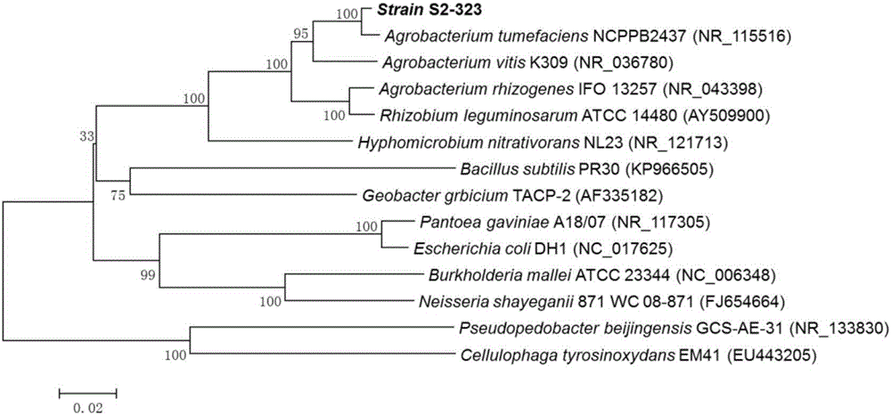 Method for biosynthesis of nano-selenium by utilization of Agrobacterium tumefaciens and application thereof