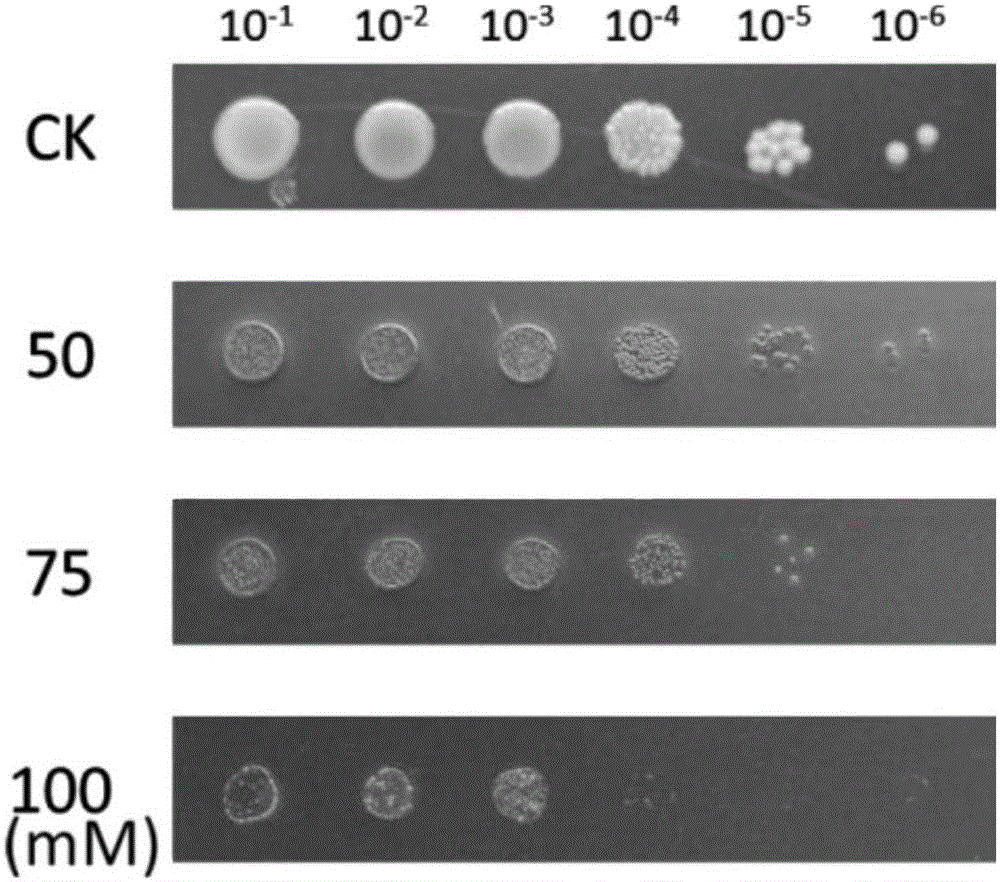 Method for biosynthesis of nano-selenium by utilization of Agrobacterium tumefaciens and application thereof