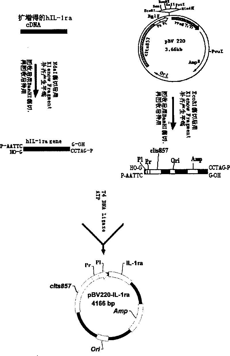 Recombinant human interleukin1 receptor antagon (rhIL-1ra) with low pyrogen and its high efficiency preparation process