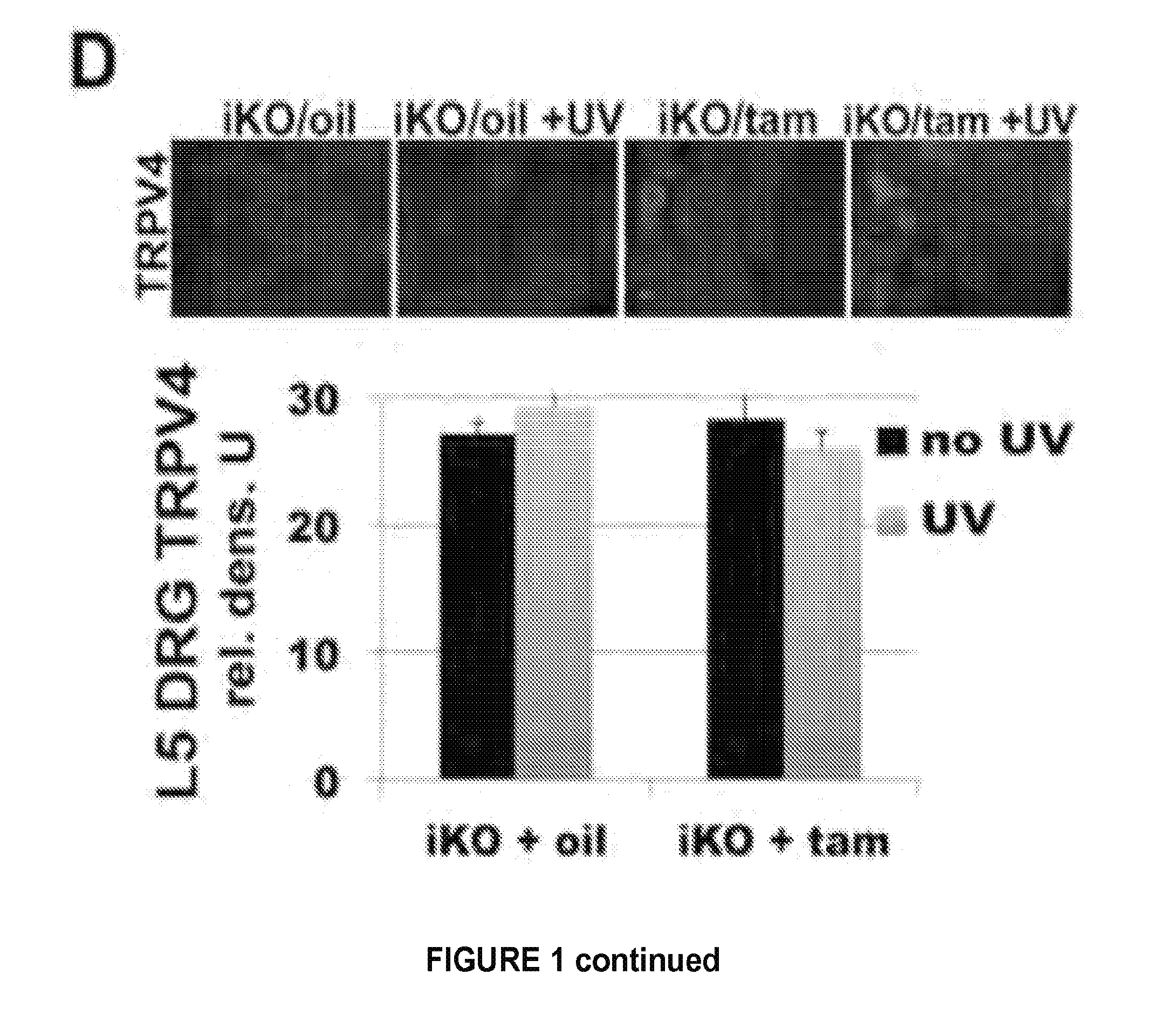 Activation of trpv4 ion channel by physical stimuli and critical role for trpv4 in organ-specific inflammation and itch