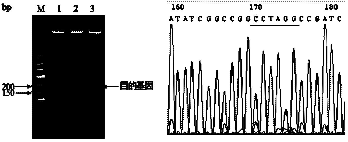 Construction method for linearized shuttle vector BmBacmid