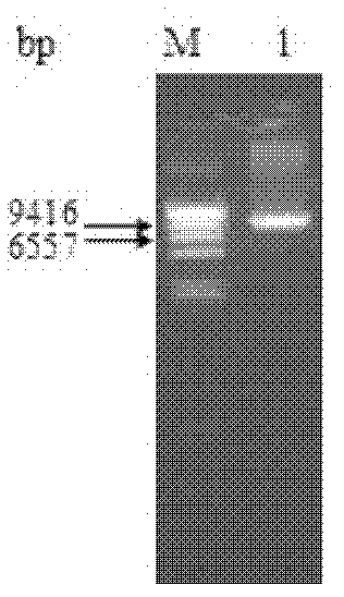 Construction method for linearized shuttle vector BmBacmid