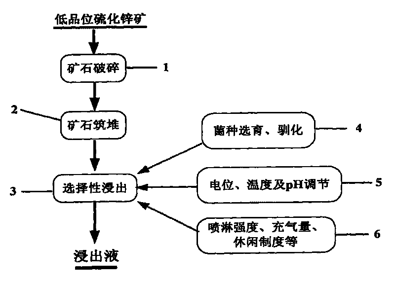 Ore leaching bacteria and selectivity organism extraction process of low grade zinc sulfide ore