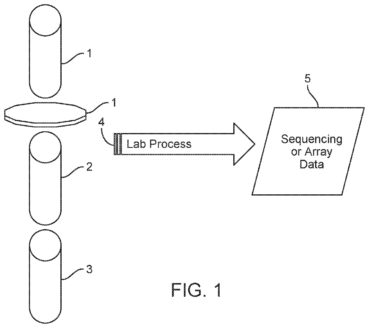 Methods and systems for calling ploidy states using a neural network