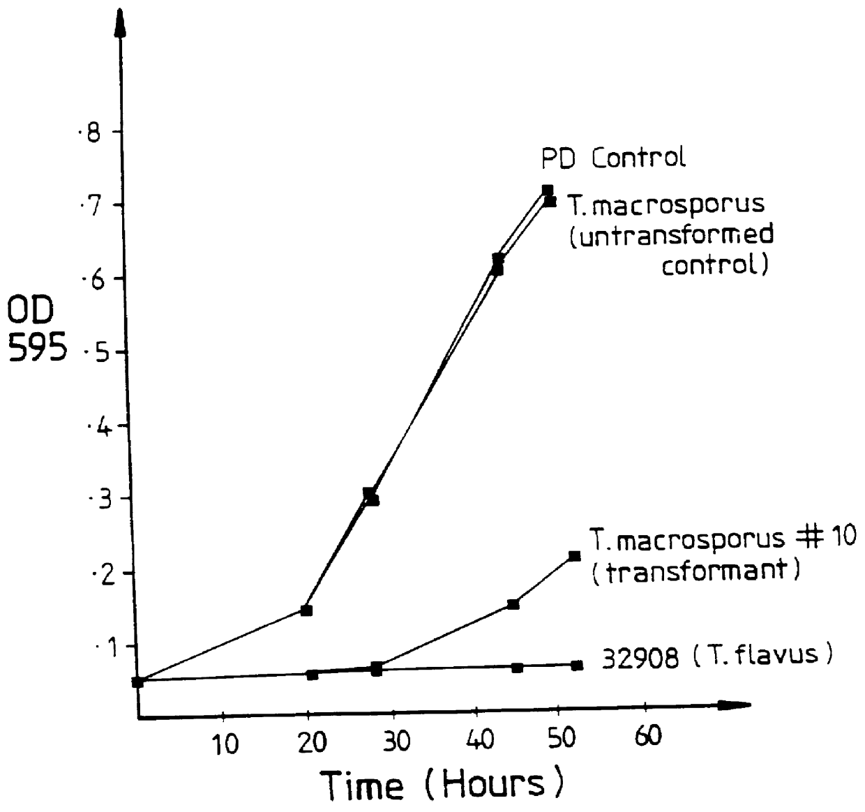 Expression of the glucose oxidase gene in transgenic organisms