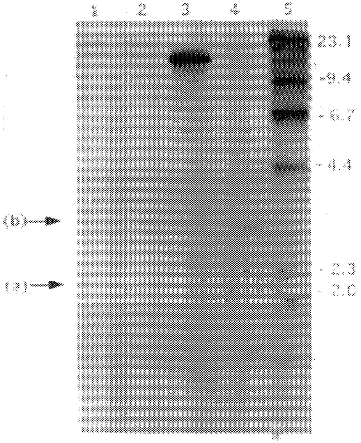 Expression of the glucose oxidase gene in transgenic organisms