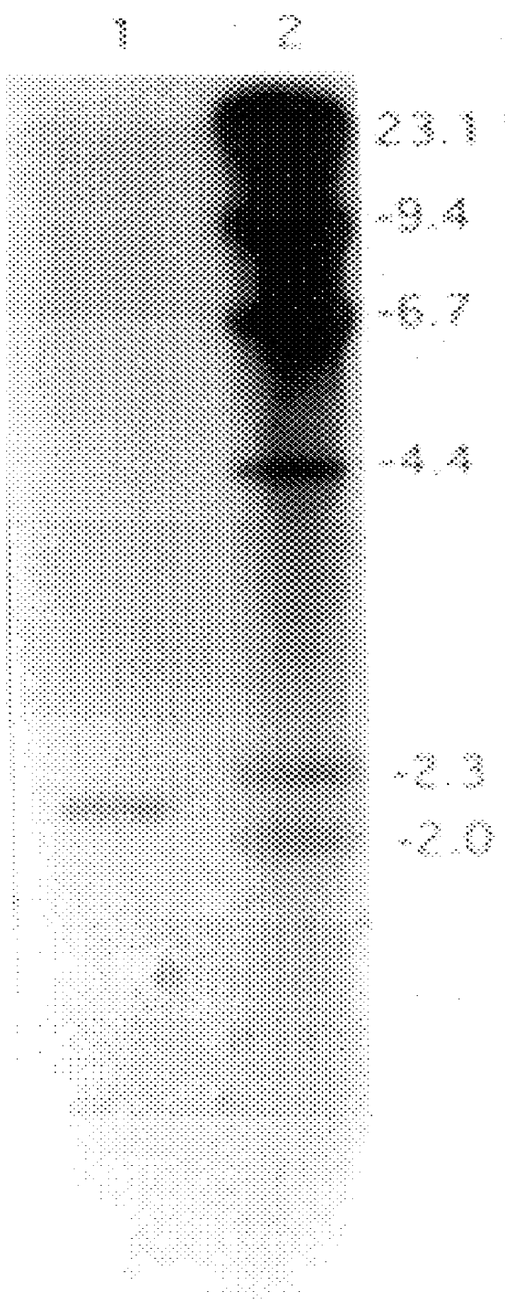 Expression of the glucose oxidase gene in transgenic organisms