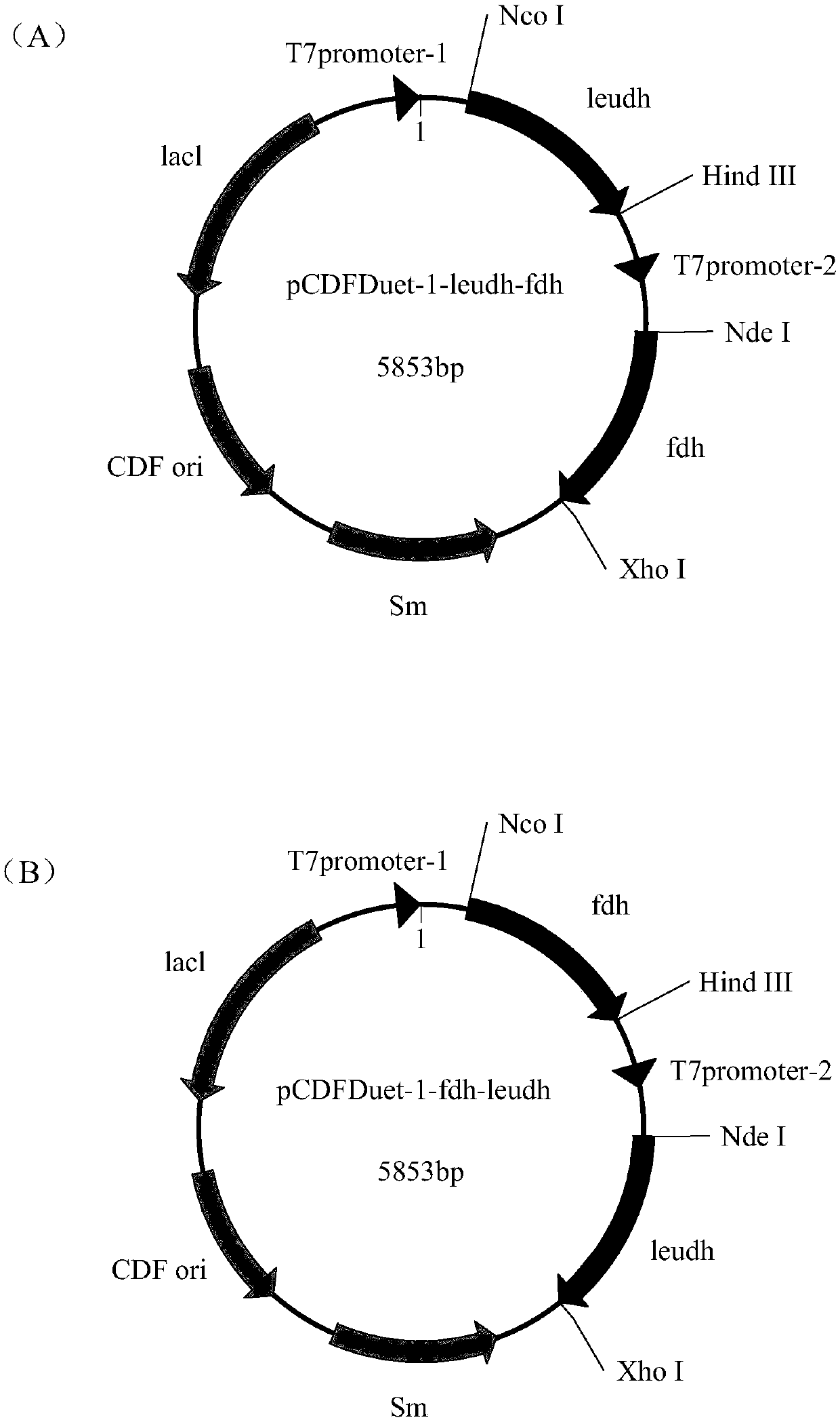 Recombination co-expression system for preparing L-2-aminobutyric acid and application thereof