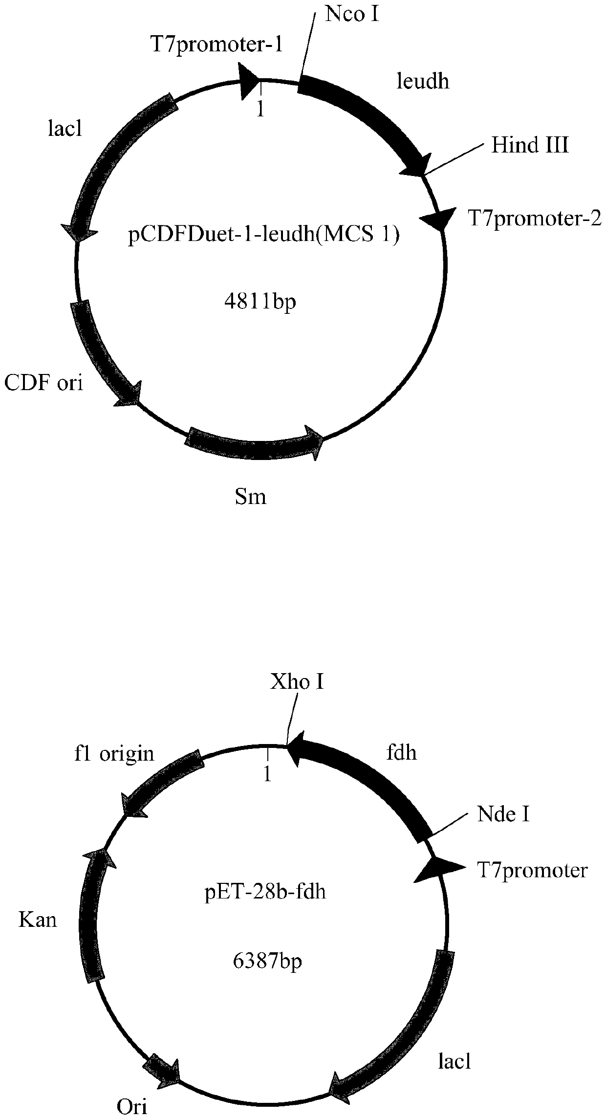 Recombination co-expression system for preparing L-2-aminobutyric acid and application thereof