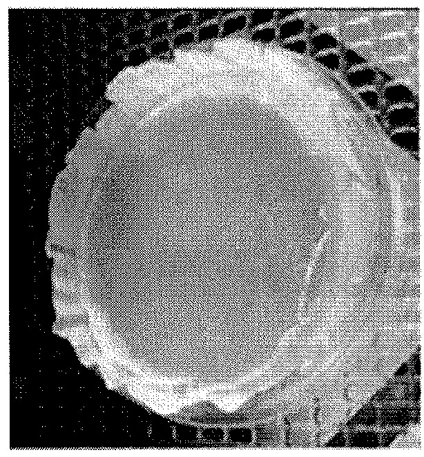 Dried food products formed from cultured muscle cells