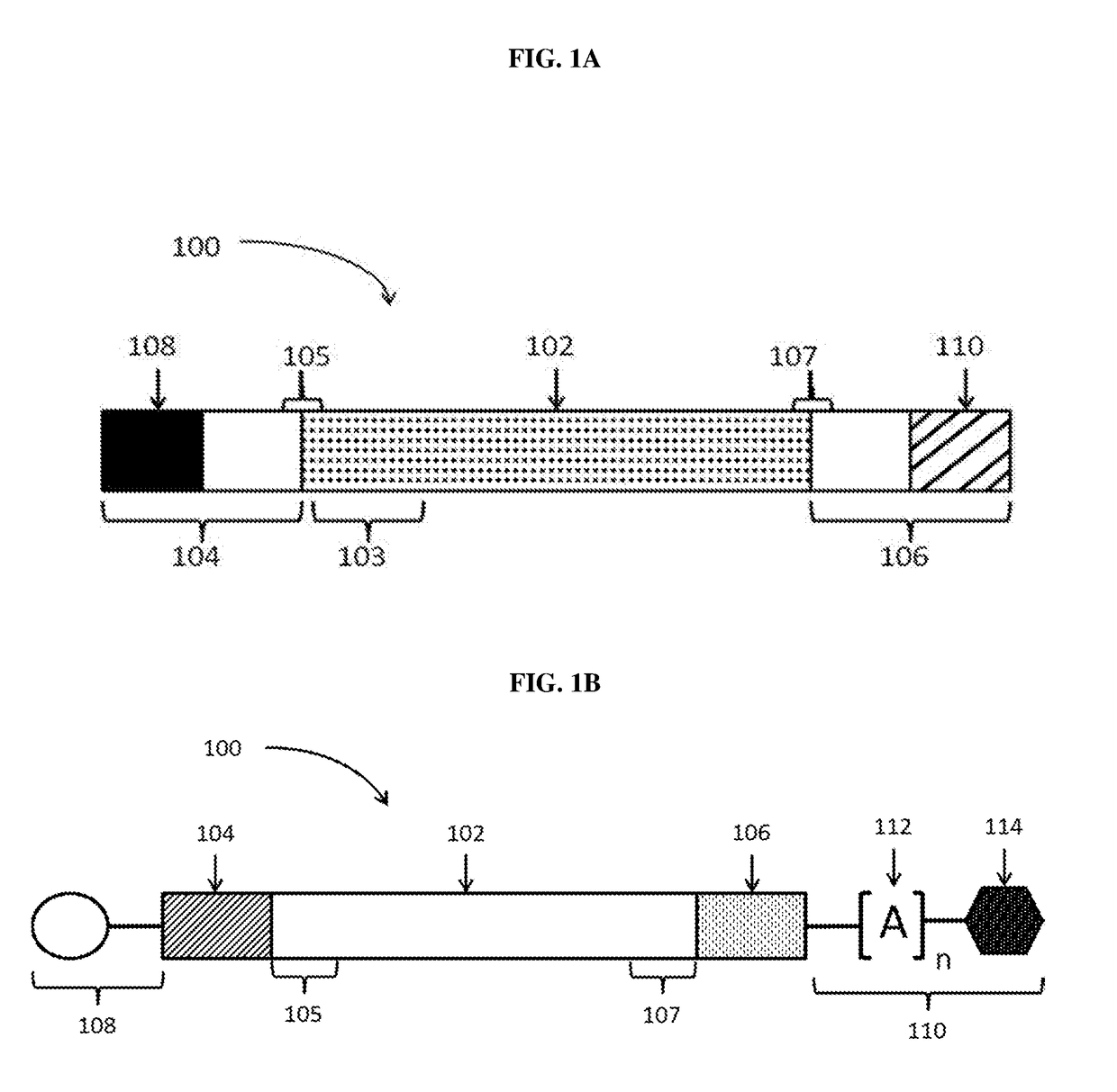 Polynucleotide formulations for use in the treatment of renal diseases