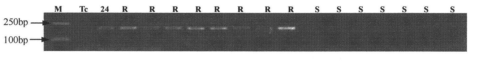 Method and special primer for screening wheat leaf rust resistance gene Lr24