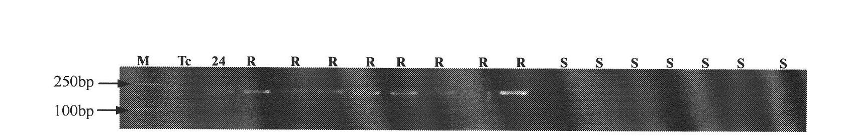 Method and special primer for screening wheat leaf rust resistance gene Lr24