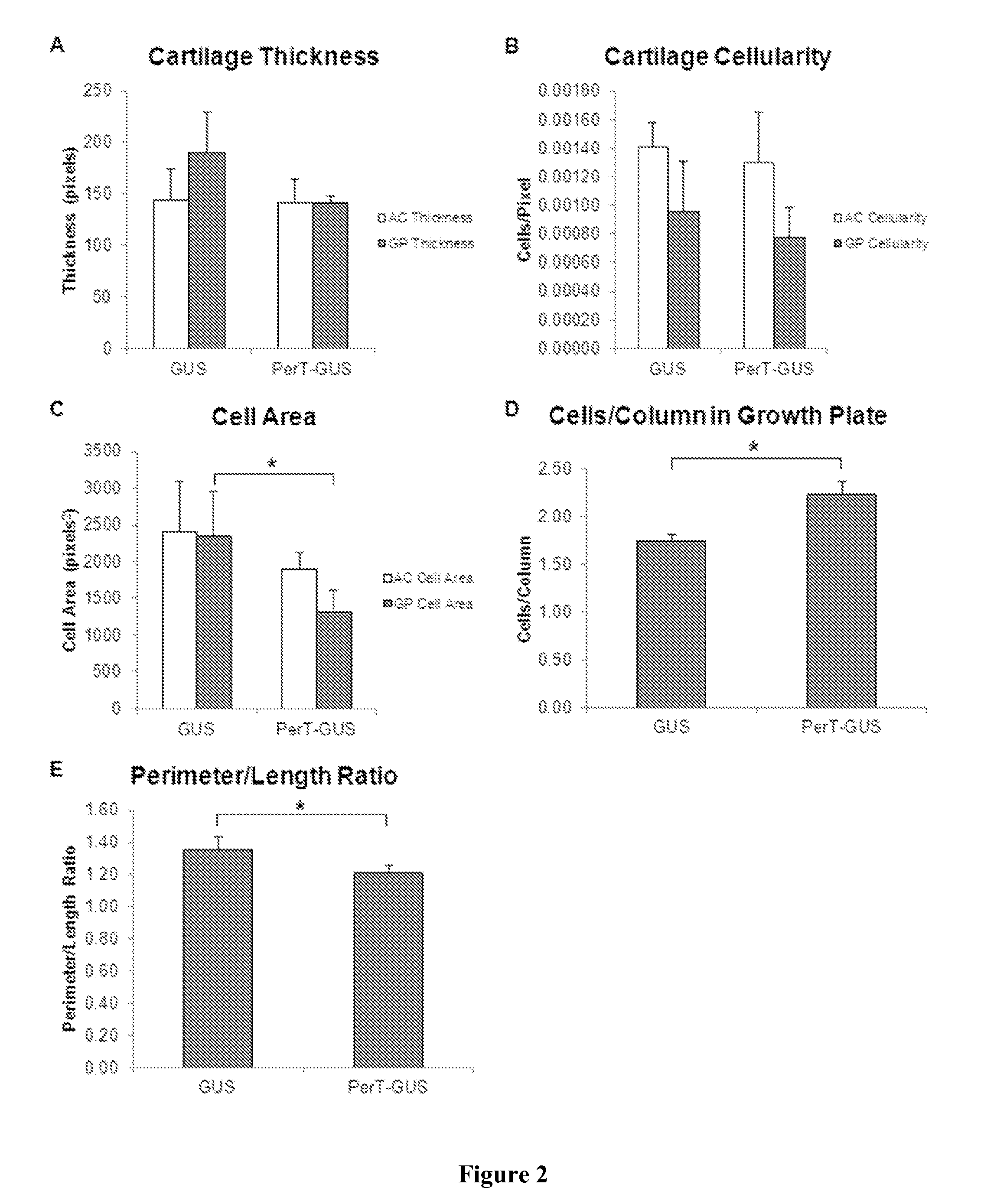 Enzyme replacement therapy for treating MPS vii related bone lesions using a chemically modified enzyme