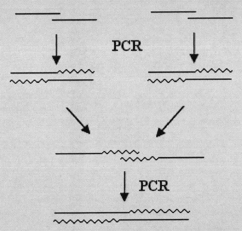 Mutant venin fibrinolytic enzyme gene and preparation method thereof