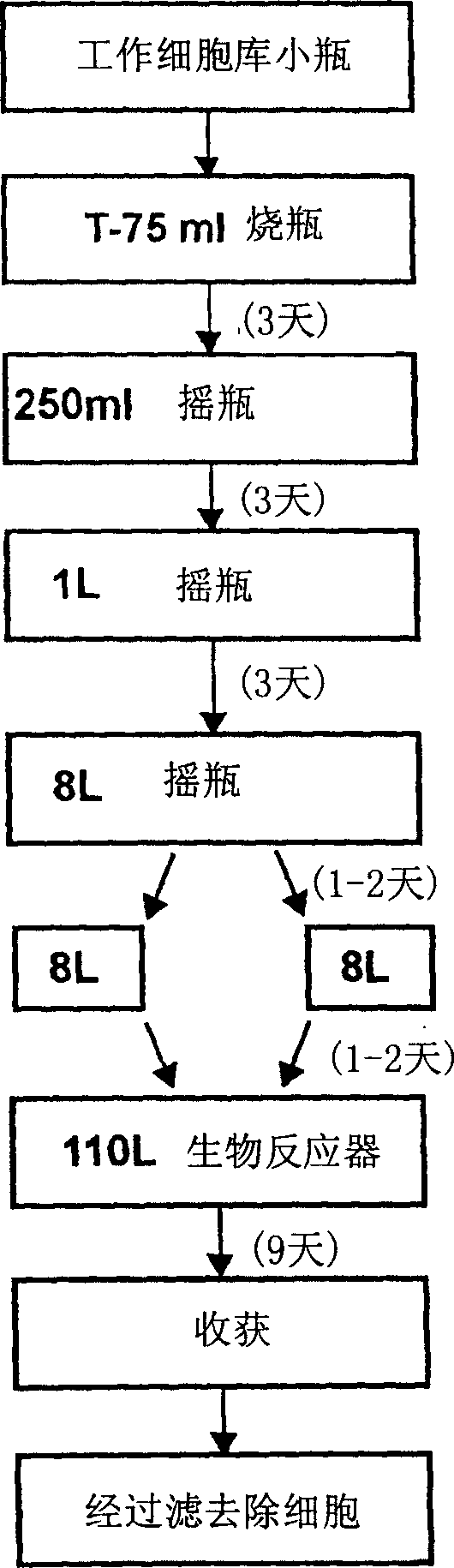 Precursor N-acetylgalactosamine-4 sulfatase, methods of treatment using said enzyme and methods for producing and purifying said enzyme