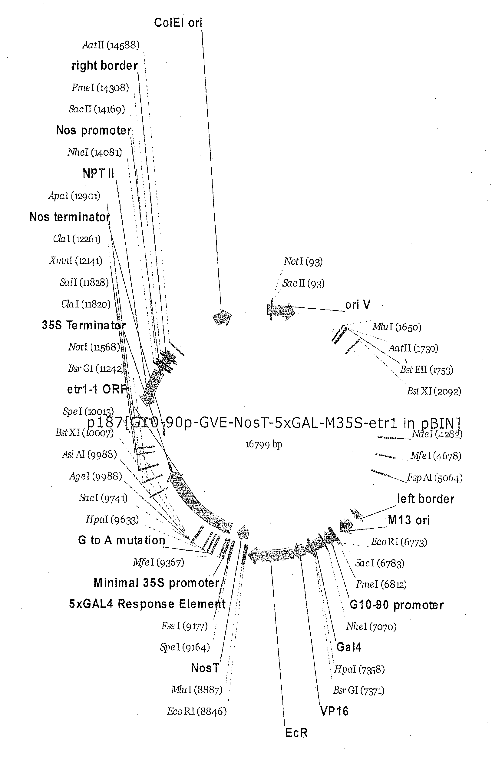 Compositions and methods for the modification of physiological responses in plants