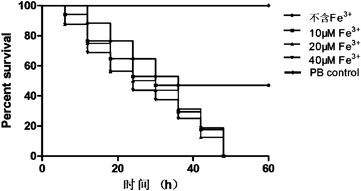 Method for screening drug which is resistant to pan-drug-resistant acinetobacter baumannii by using caenorhabditis elegans