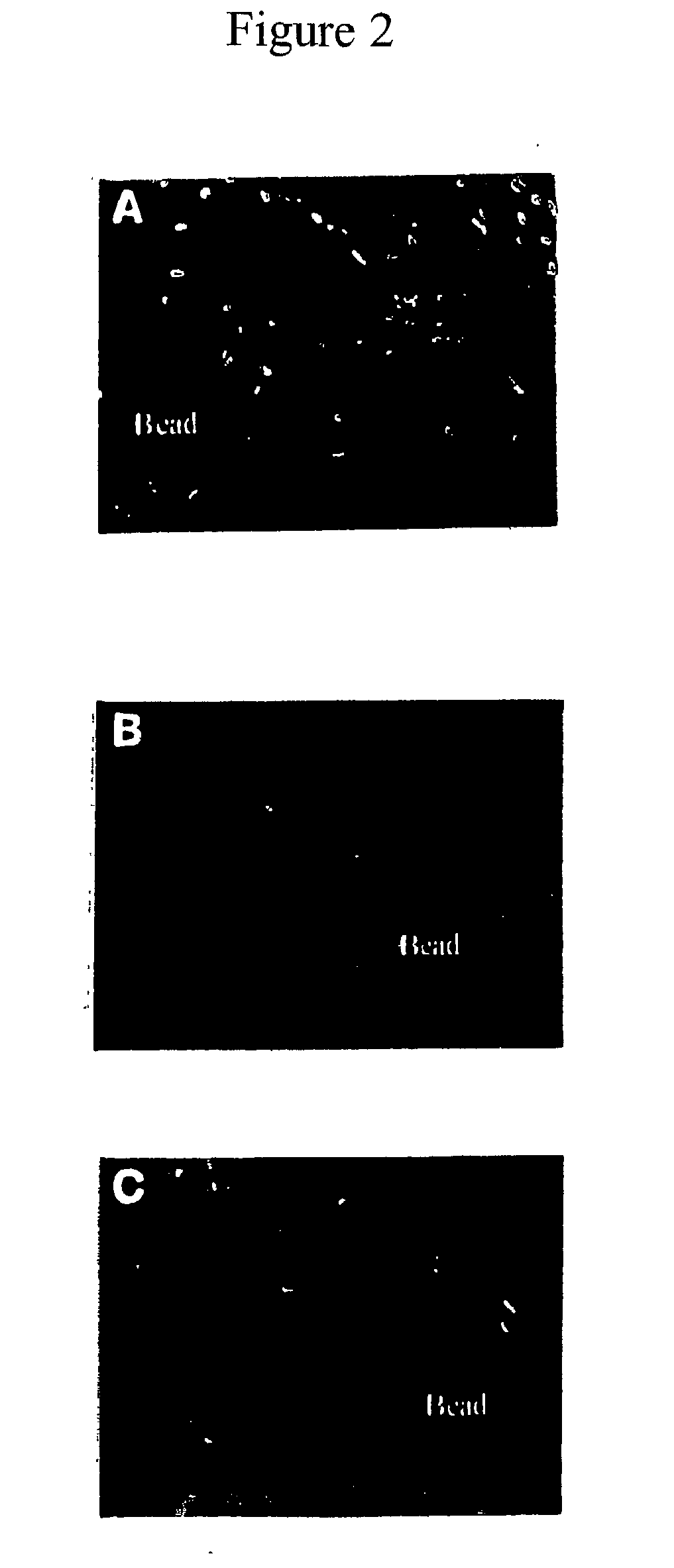 Novel long-term three-dimensional tissue culture system